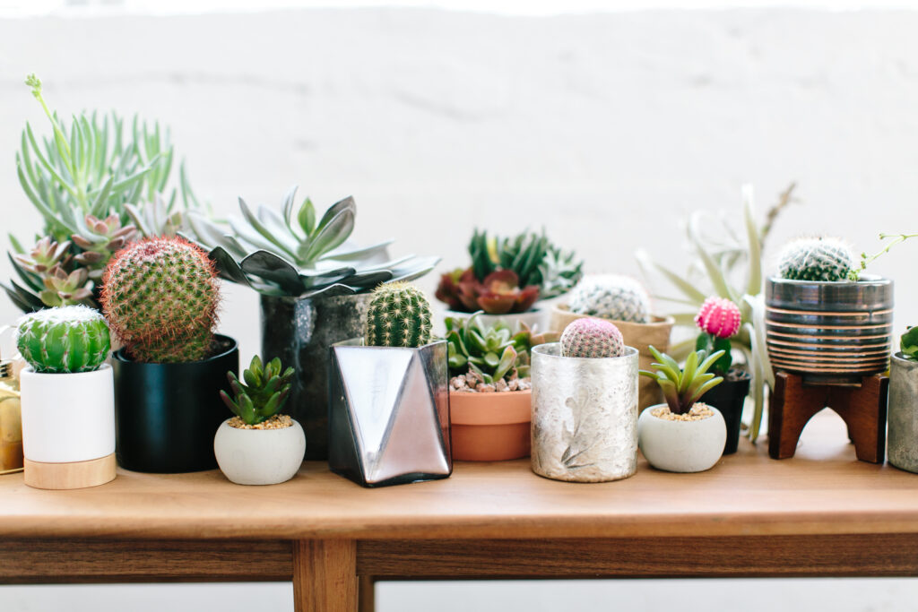 variety of cacti and succulents